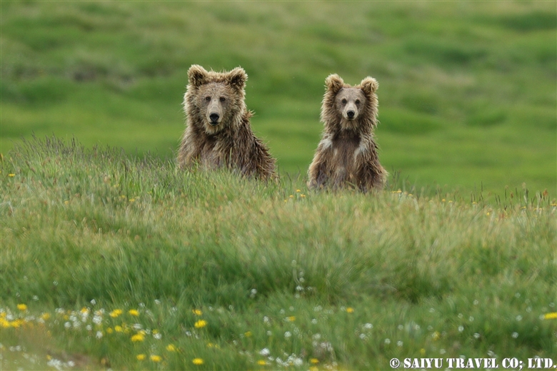 デオサイ高原、夏のヒマラヤヒグマの親子